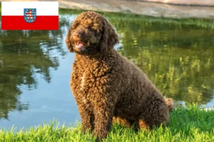 Read more about the article Criadores de Perro de Agua Español e cachorros em Thuringia