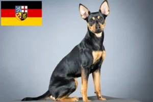 Read more about the article Criador de Pinscher alemão e cachorros em Saarland