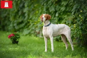 Read more about the article Criadores de Pointer inglês e cachorros em Hamburgo