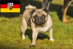 Read more about the article Criadores de pug e cachorros em Saarland