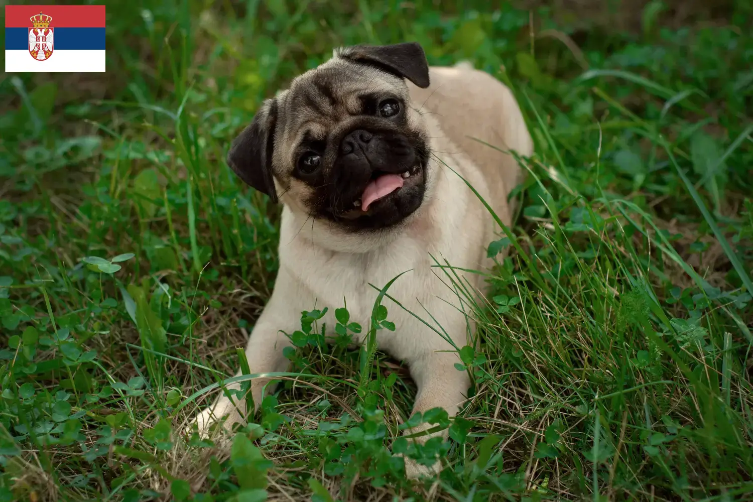 Read more about the article Criadores de pug e cachorros na Sérvia