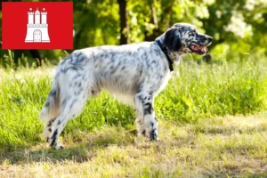 Read more about the article Criadores de Setter inglês e cachorros em Hamburgo