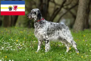 Read more about the article Criadores de Setter inglês e cachorros em Mecklenburg-Vorpommern