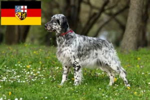 Read more about the article Criadores de Setter Inglês e cachorros em Saarland