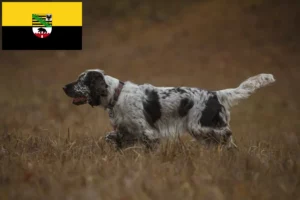 Read more about the article Criadores de Springer Spaniel Inglês e cachorros em Saxónia-Anhalt