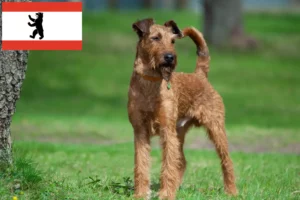 Read more about the article Criadores de Irish Terrier e cachorros em Berlim