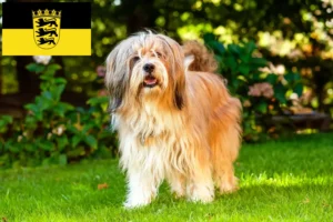 Read more about the article Criadores de Terrier tibetano e cachorros em Baden-Württemberg