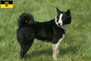 Read more about the article Criadores de cães e cachorros da raça Karelian Bear em Baden-Württemberg