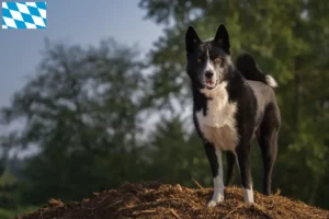 Read more about the article Criadores de cães ursos da Carélia e cachorros na Baviera