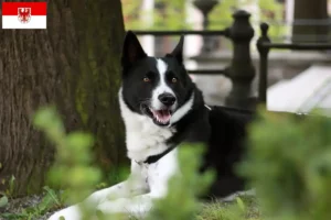 Read more about the article Criadores de cães e cachorros Karelian Bear em Brandenburg