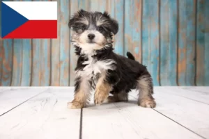 Read more about the article Criadores de Yorkipoo e cachorros na República Checa