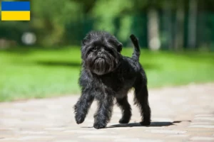 Read more about the article Criadores de Affenpinscher e cachorros na Ucrânia