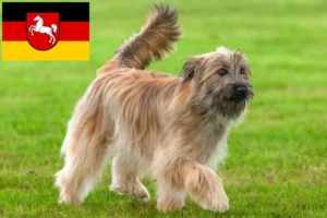 Read more about the article Berger des Pyrenees criadores e cachorros na Baixa Saxónia