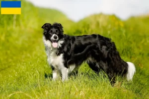 Read more about the article Criadores de Border Collie e cachorros na Ucrânia