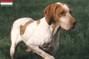 Read more about the article Braque de l’Ariège criadores e cachorros na Hungria