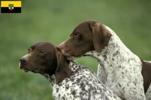 Read more about the article Braque français type Pyrénées criadores e cachorros em Saxónia-Anhalt