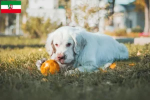 Read more about the article Criadores de Clumber Spaniel e cachorros na Renânia do Norte-Vestefália