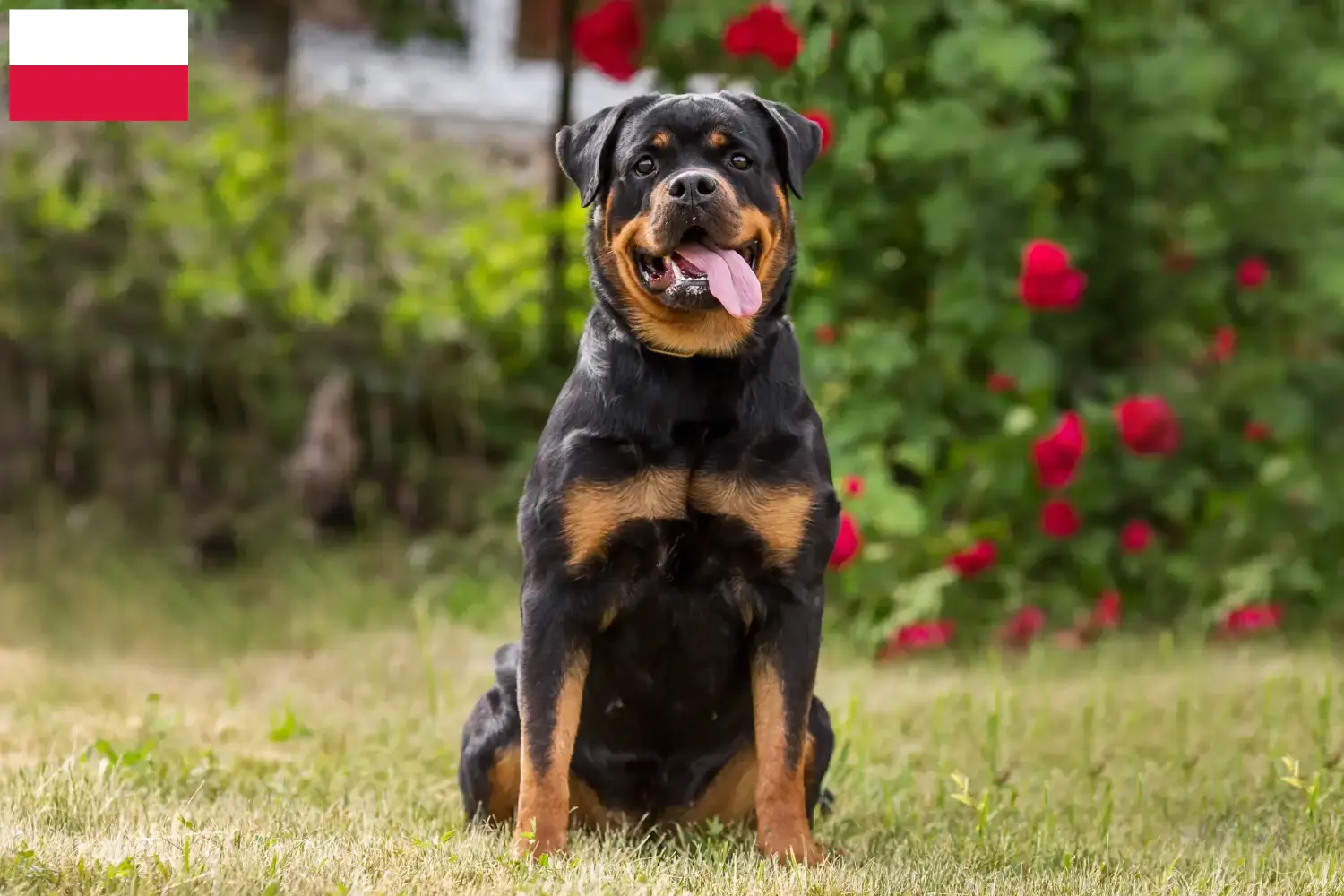 Read more about the article Criadores de Rottweiler e cachorros na Polónia