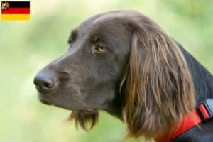 Read more about the article Criadores de pelo comprido alemão e cachorros na Renânia-Palatinado