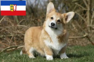 Read more about the article Criadores de Welsh Corgi e cachorros em Schleswig-Holstein