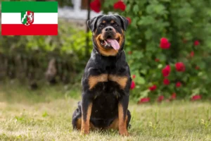 Read more about the article Criadores de Rottweiler e cachorros na Renânia do Norte-Vestefália