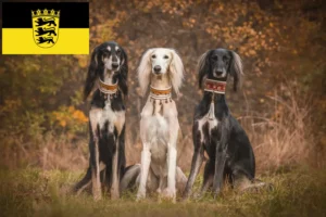 Read more about the article Criadores de saluki e cachorros em Baden-Württemberg