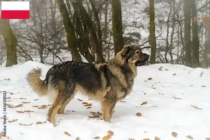 Read more about the article Criadores de Karst Sheepdog e cachorros na Polónia