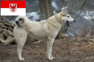 Read more about the article Criadores de Laika e cachorros em Brandenburg