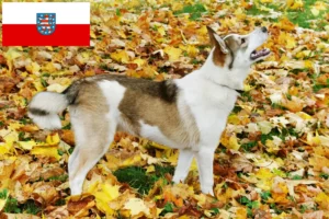 Read more about the article Criadores de Laika e cachorros em Thuringia