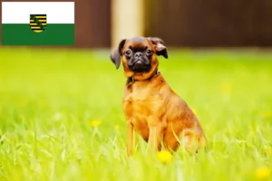 Read more about the article Criadores de Petit Brabançon e cachorros na Saxónia