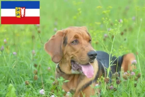 Read more about the article Criadores de Bracke polaco e cachorros em Schleswig-Holstein