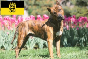 Read more about the article Presa Canario criadores e cachorros em Baden-Württemberg