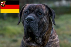 Read more about the article Criadores de Presa Canario e cachorros em Renânia-Palatinado