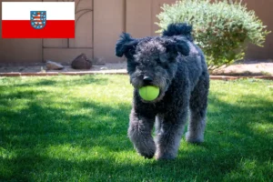 Read more about the article Criadores de Pumi e cachorros em Thuringia