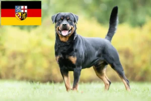 Read more about the article Criadores de Rottweiler e cachorros em Saarland