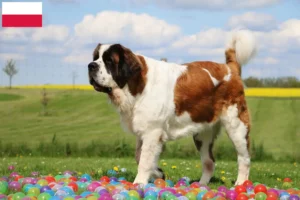 Read more about the article Criadores de São Bernardo e cachorros na Polónia