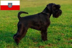 Read more about the article Criadores de Schnauzer e cachorros em Thuringia