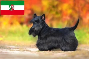 Read more about the article Criadores de Scottish Terrier e cachorros em Renânia do Norte-Vestefália