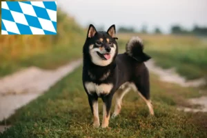 Read more about the article Criadores de Shiba e cachorros em Bavaria