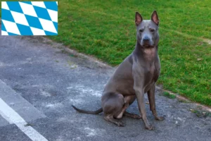 Read more about the article Criadores de Thai Ridgeback e cachorros em Bavaria