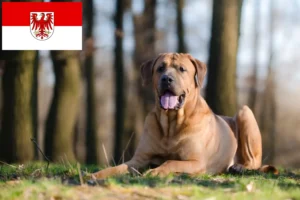 Read more about the article Criadores de Tosa e cachorros em Brandenburg