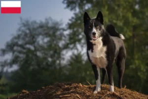 Read more about the article Criadores de cães ursos da Carélia e cachorros na Polónia