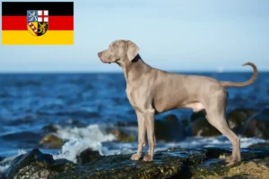 Read more about the article Criadores de Weimaraner e cachorros em Saarland