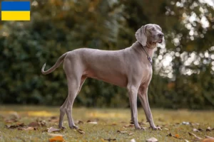 Read more about the article Criadores de Weimaraner e cachorros na Ucrânia