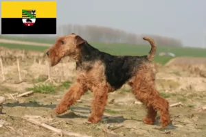 Read more about the article Criadores de Welsh Terrier e cachorros em Saxónia-Anhalt