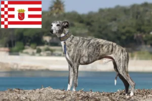 Read more about the article Criador de Whippet e cachorros em Bremen