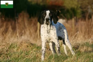 Read more about the article Braque d’Auvergne criadores e cachorros na Saxónia