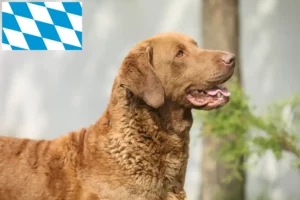 Read more about the article Criadores de Chesapeake Bay Retriever e cachorros em Bavaria