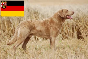 Read more about the article Criadores de Chesapeake Bay Retriever e cachorros em Renânia-Palatinado