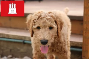 Read more about the article Criadores de Goldendoodle e cachorros em Hamburgo